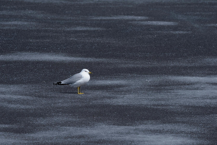Standing on late spring ice by Jan Luit