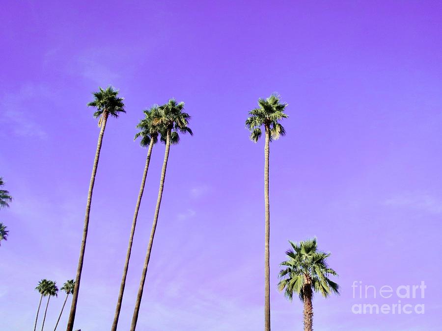 Tall Palm Trees Photograph by Zshop -