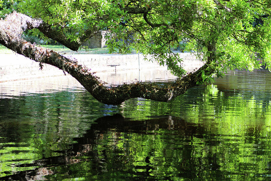 Tree Over Water Reflection Photograph by Cynthia Guinn - Pixels