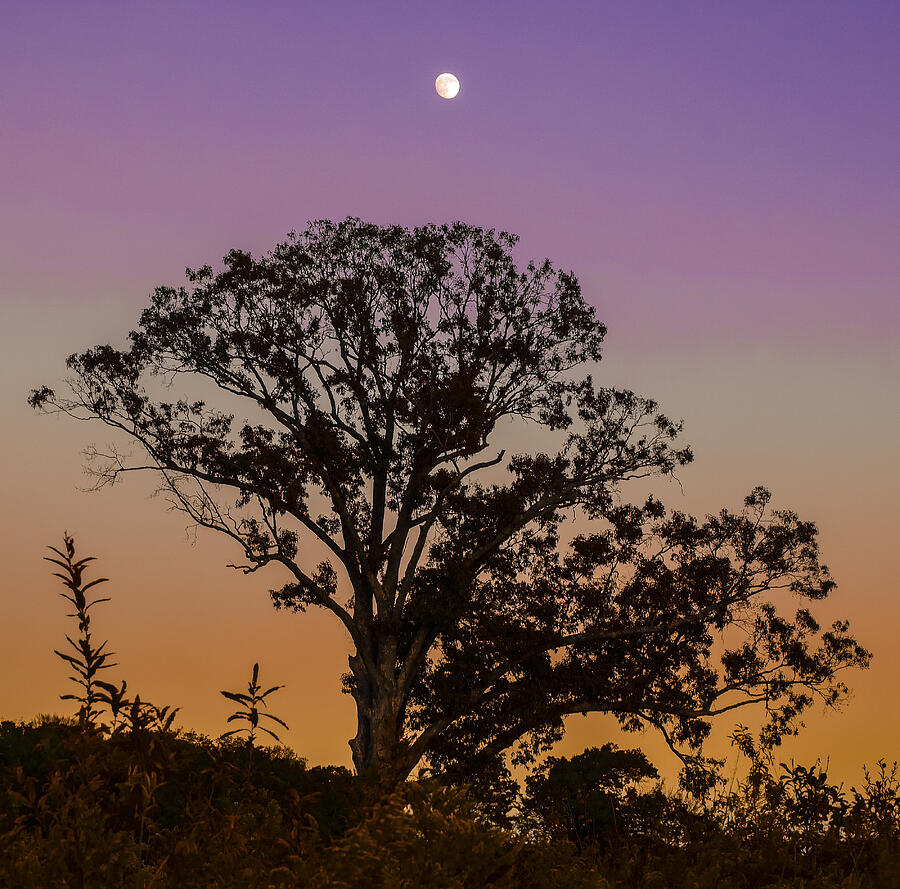 Tree Silhouette at Sunset Photograph by Joshua Katcha - Pixels