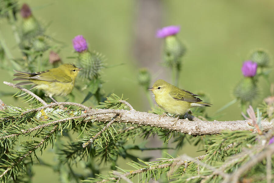 Two Tennessee Warblers by Jan Luit
