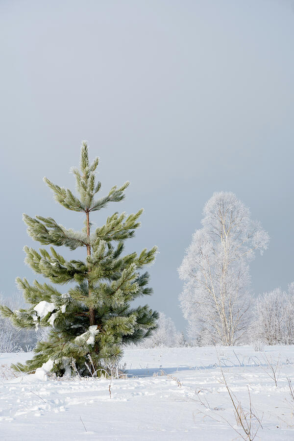 Two trees with hoar frost by Jan Luit