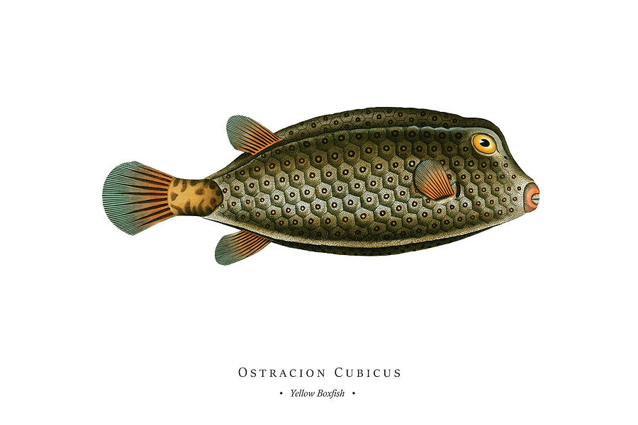Vintage Fish Illustration - Yellow Boxfish Digital Art by Studio ...