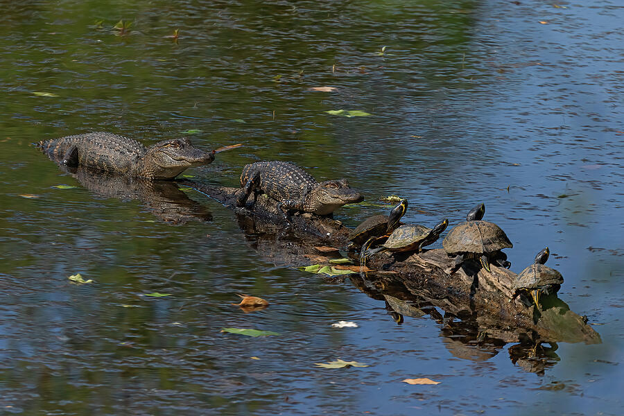 Alligators and Turtle - Brick Pond Park, North Augusta SC by Steve Rich