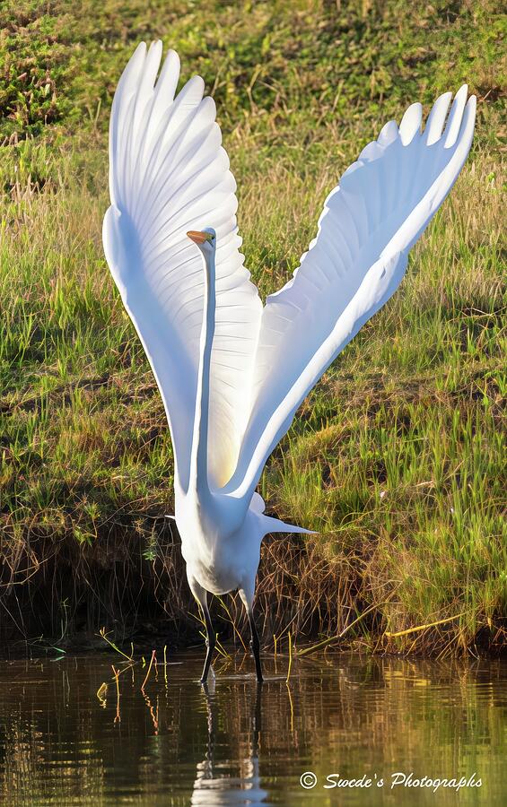 White Flame Rising Photograph by Coy Pearson - Pixels
