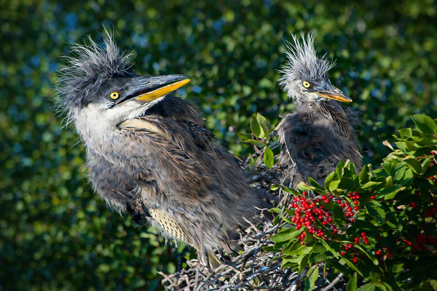 Wild Beginnings Juvenile Herons