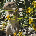 Chipmunk