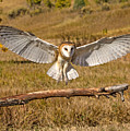 Barn Owl Landing
