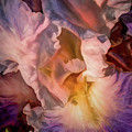 Billowing Grace 7