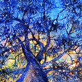 Blue Tree Looking Up