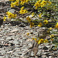 Chipmunk