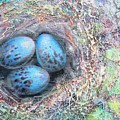 Eggs in Nest