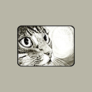 Fairy Light Tabby Cat Drawing