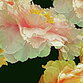 Floating Bouquet 31