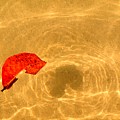Floating in Gold by Steven Robiner