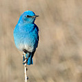 Mountain Bluebird on a Stem.