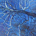 Sycamore