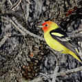 Western Tanager