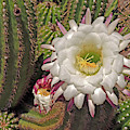 Cactus Blossom 3 
