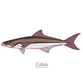 Cobia