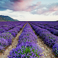 Lavender Field