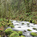Mossy Stream