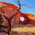 Tree and Arch