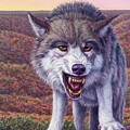 Canyon Wolf by James W Johnson