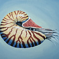 Chambered Nautilus