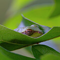Macro Squirrel Tree Frog Napping Inside a Folded Leaf