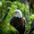 Majestic Bald Eagle Portrait