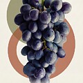 Modern Botanical Grape Design