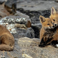 Red Fox Kits Mug