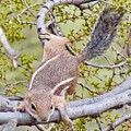 Squirrel Relaxing on the branches