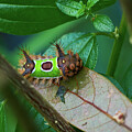 Vibrant Saddleback Caterpillar Macro Portrait